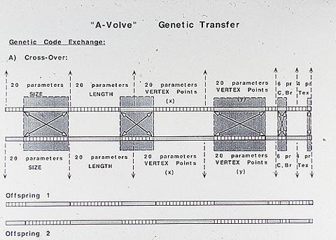 Sommerer/Mignonneau «A-Volve» | A-Volve (Genetic Transfer)